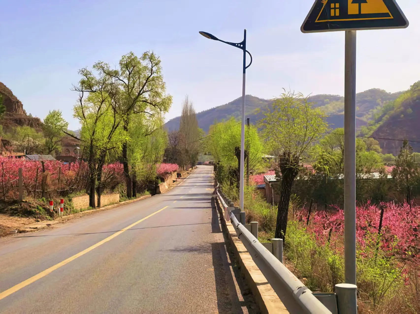 靖边县青阳岔镇：以花为媒绘就产业振兴新画卷