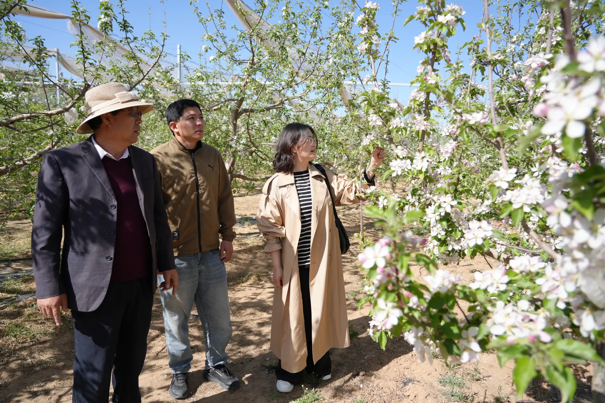 靖边县东坑镇：苹果花开春意浓