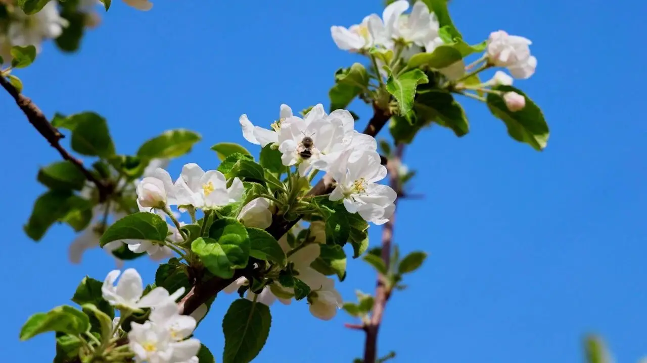 绥德县23万亩苹果花盛放 多措并举保花提质