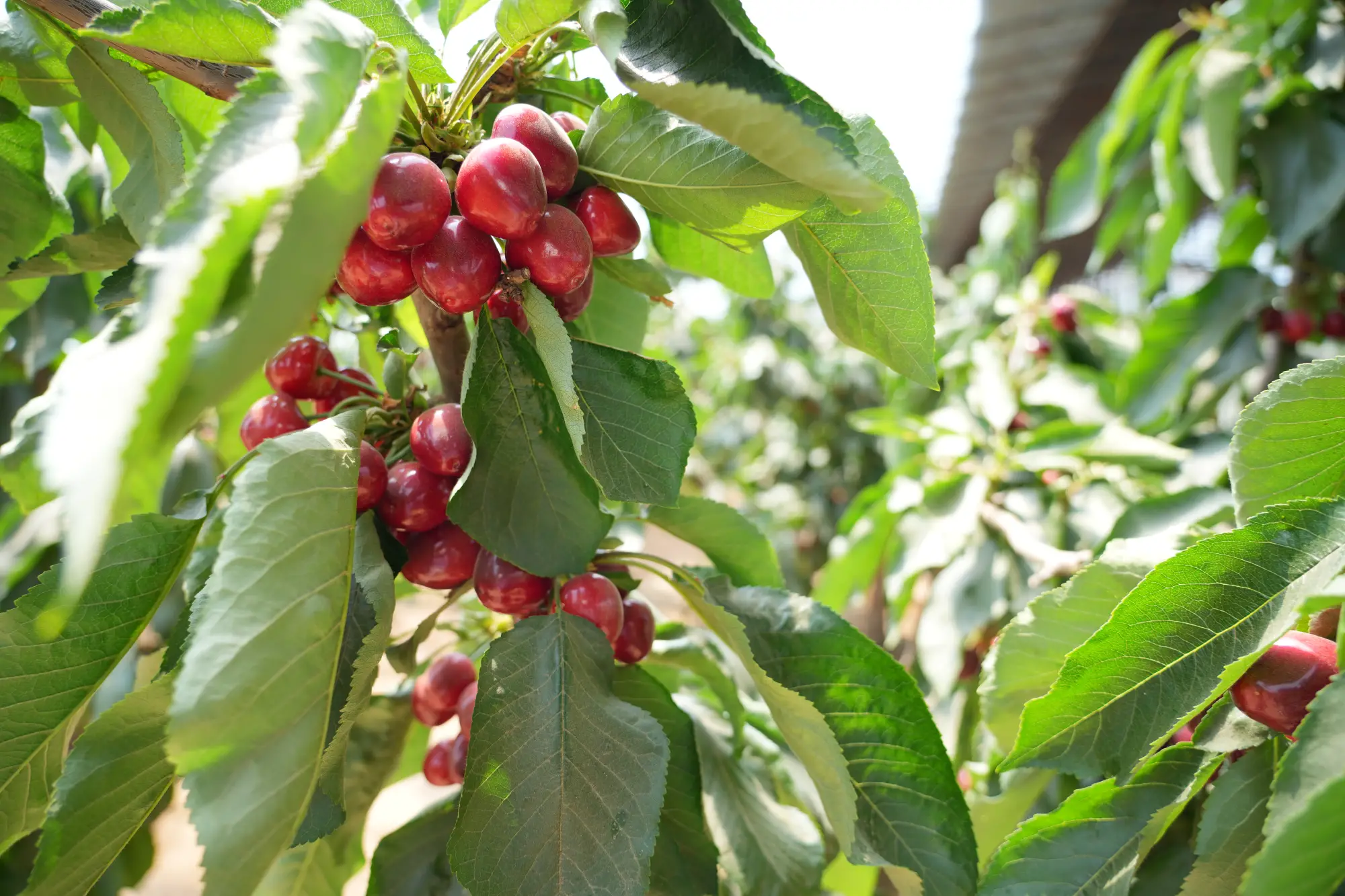 春日采摘乐 靖边设施林果赋能乡村振兴