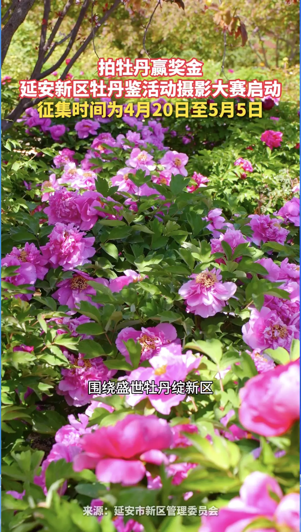 拍牡丹赢奖金，延安新区牡丹鉴活动摄影大赛启动，征集时间为4月20日至5月5日