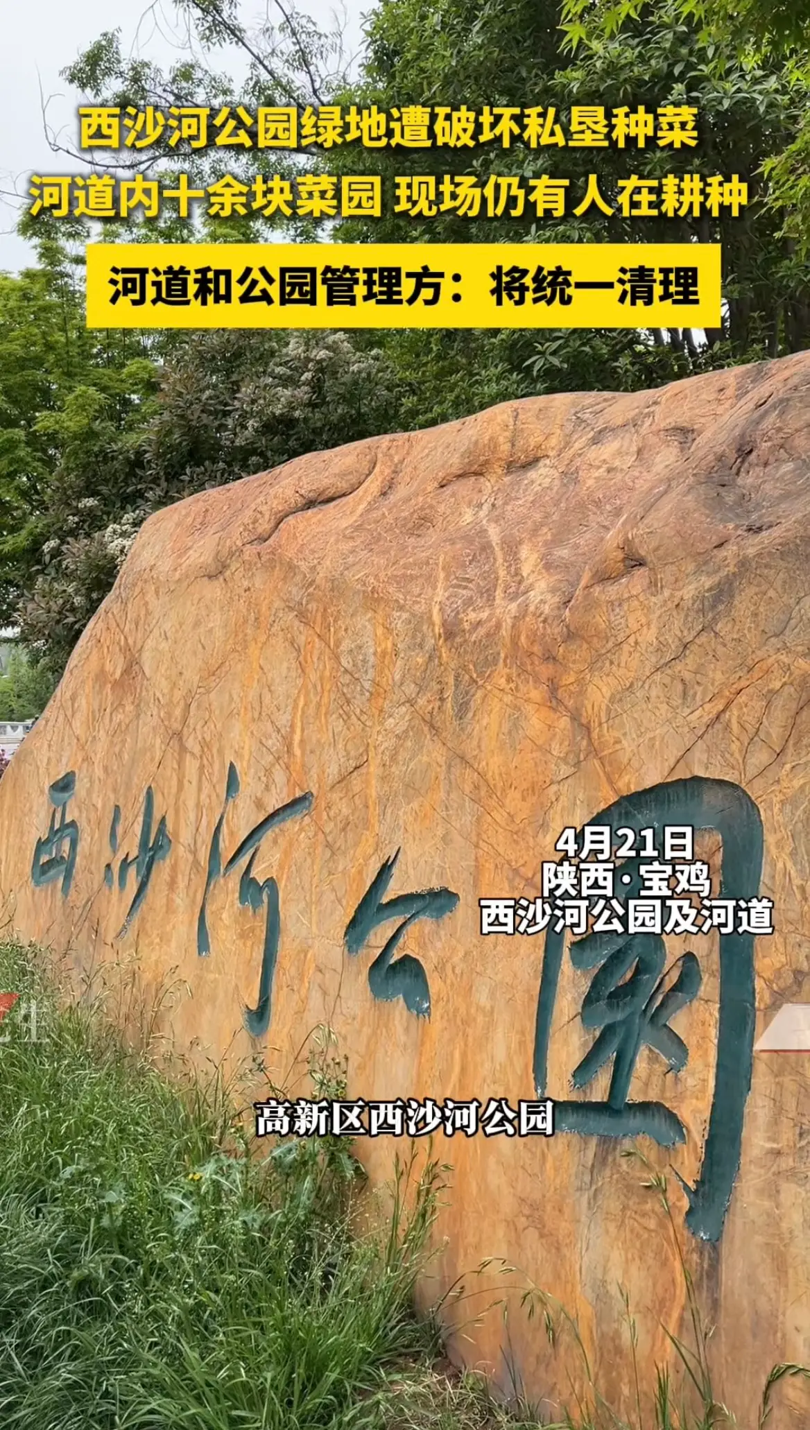 西沙河公园有人破坏草皮、违规在河道开垦种菜，官方回应：将统一清理