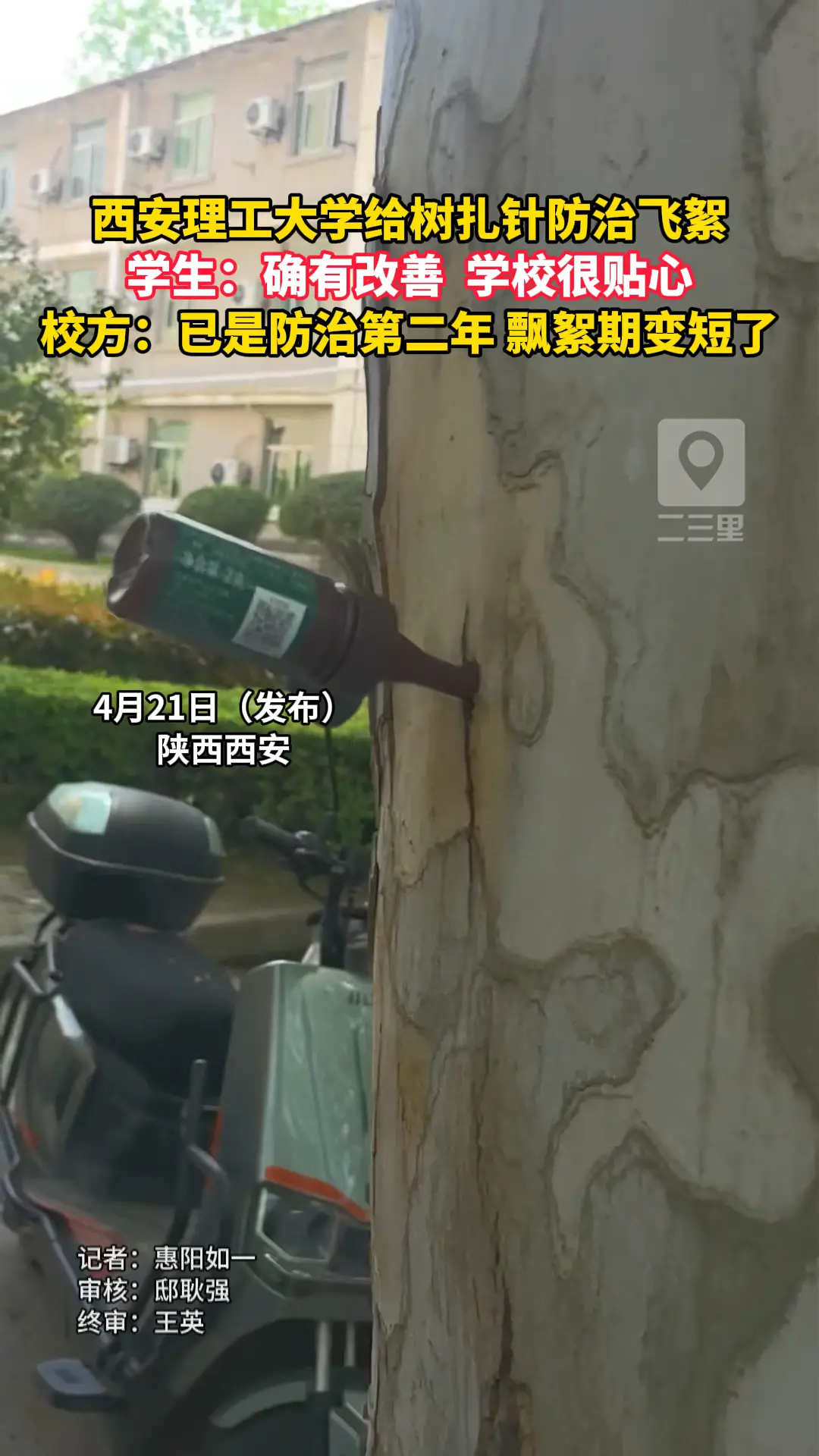 西安理工大学给树扎针防治飞絮