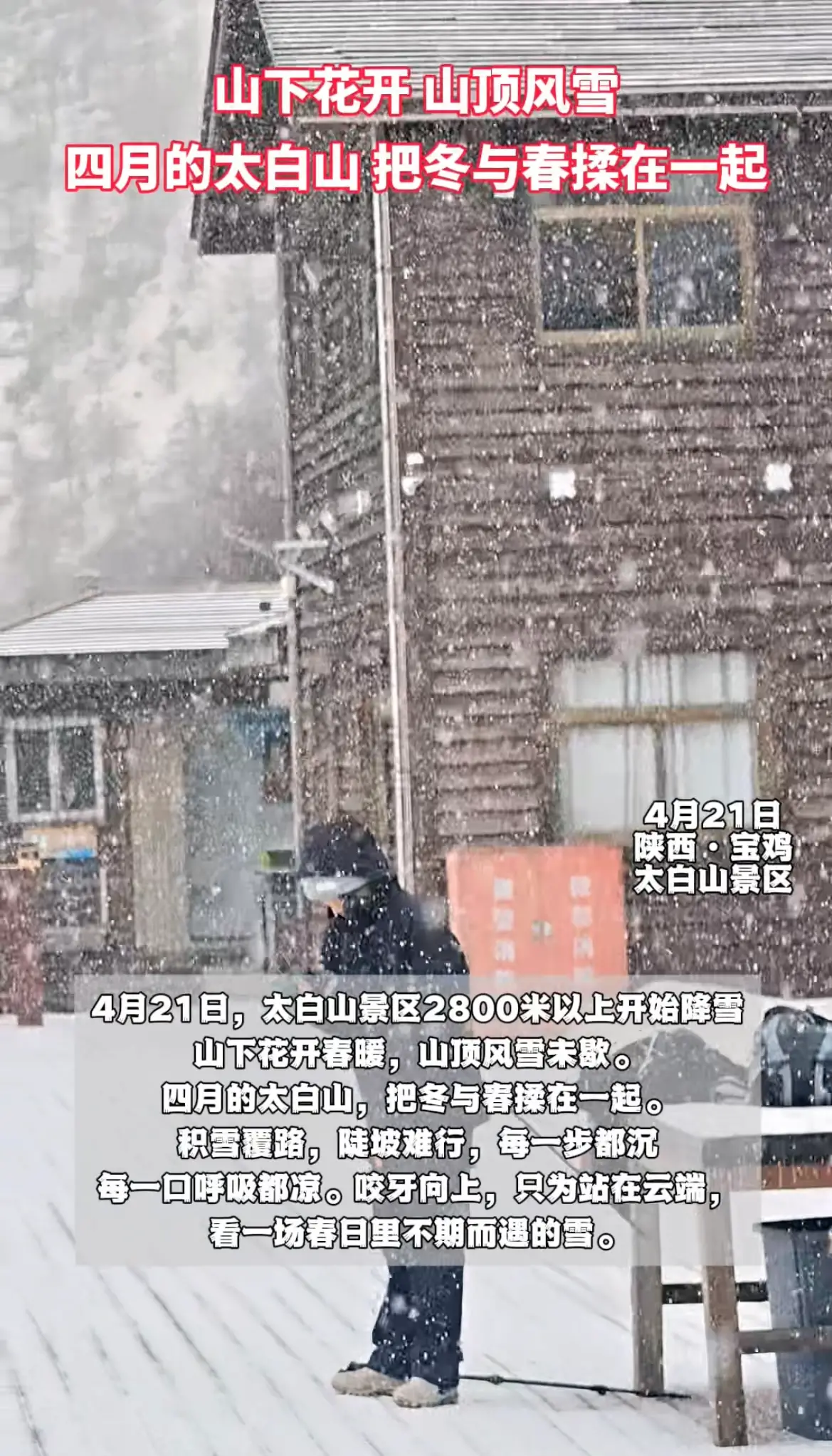 山下花开 山顶风雪 四月的太白山把冬和春揉在一起