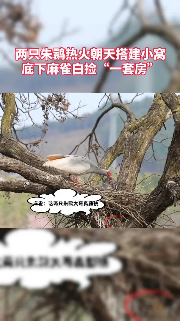 两只朱鹮热火朝天搭建小窝，底下麻雀白捡“一套房”