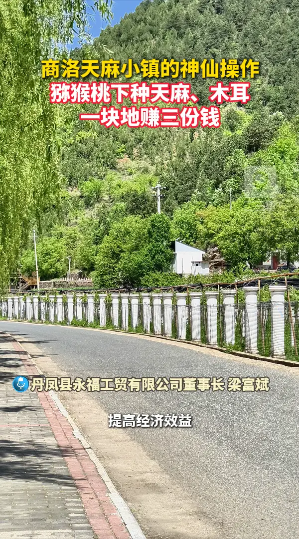 商洛天麻小镇的神仙操作：猕猴桃下种天麻、木耳，一块地赚三份钱