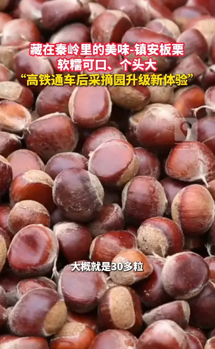 藏在秦岭里的美味——镇安板栗，软糯可口、个头大， “高铁通车后采摘园升级新体验”