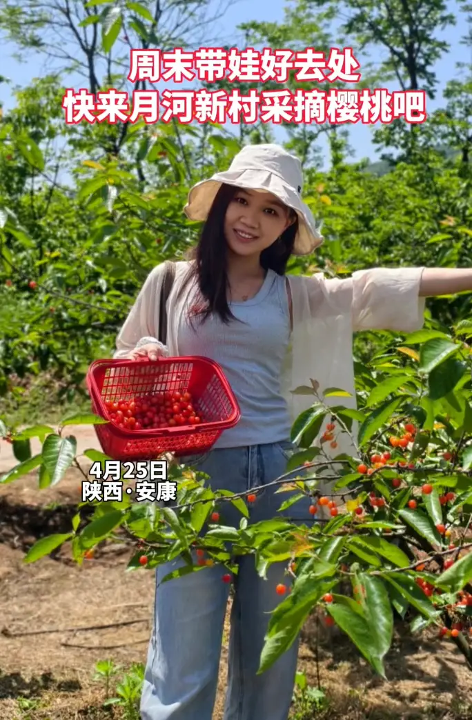 周末带娃好去处，快来月河新村采摘樱桃