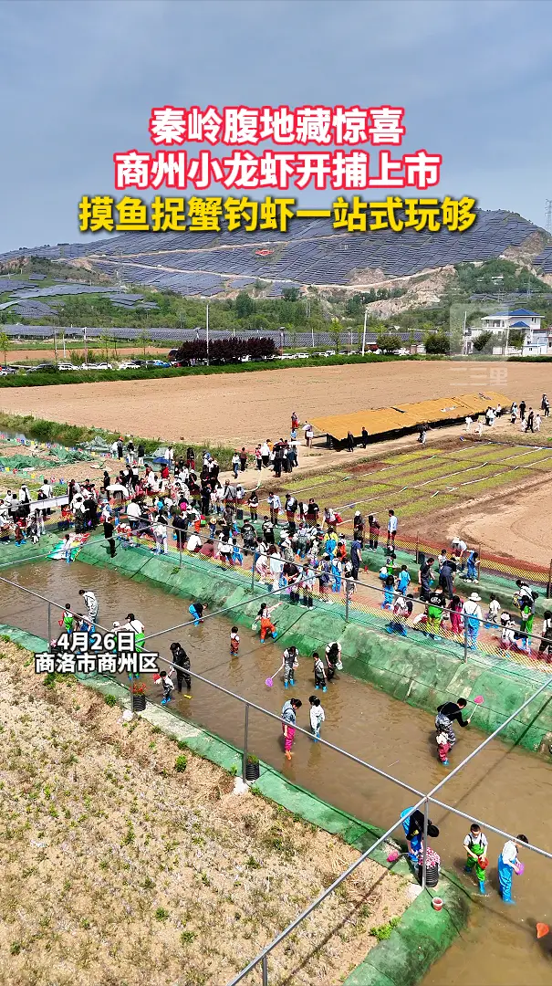 秦岭腹地藏惊喜，商州小龙虾开捕上市，摸鱼捉蟹钓虾一站式玩够