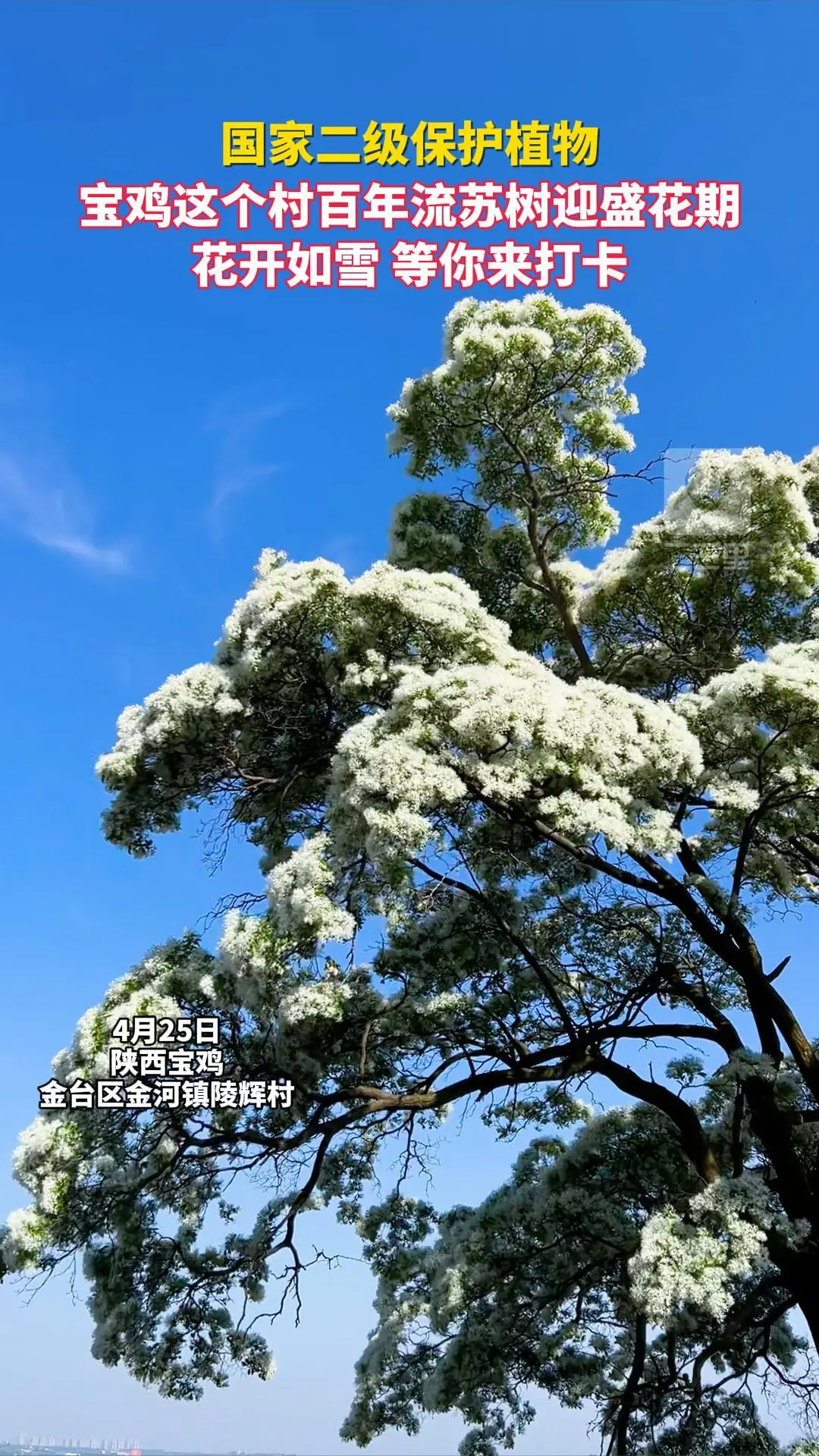 宝鸡这个村百年流苏树迎盛花期，花开如雪，等你来打卡！