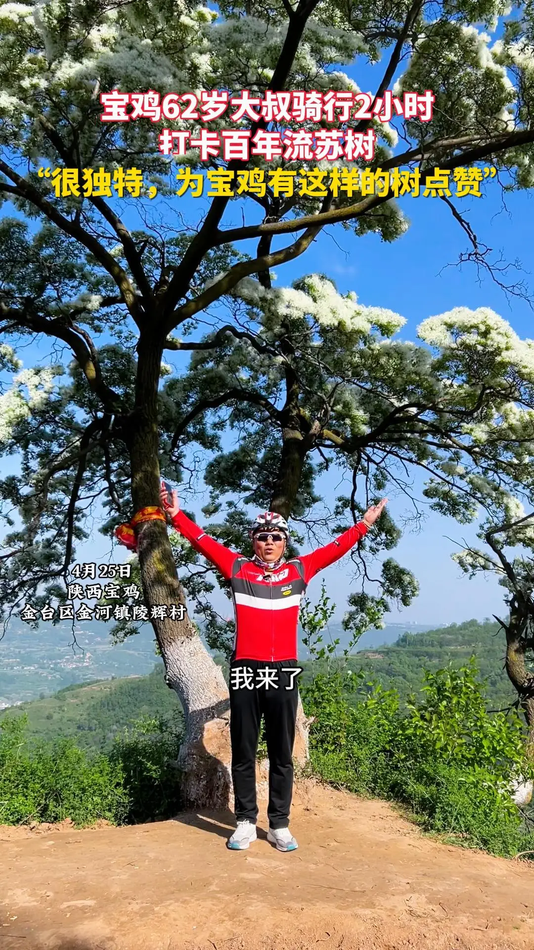 宝鸡62岁大叔骑行2个多小时打卡百年流苏树“很独特，为宝鸡有这样的树点赞”