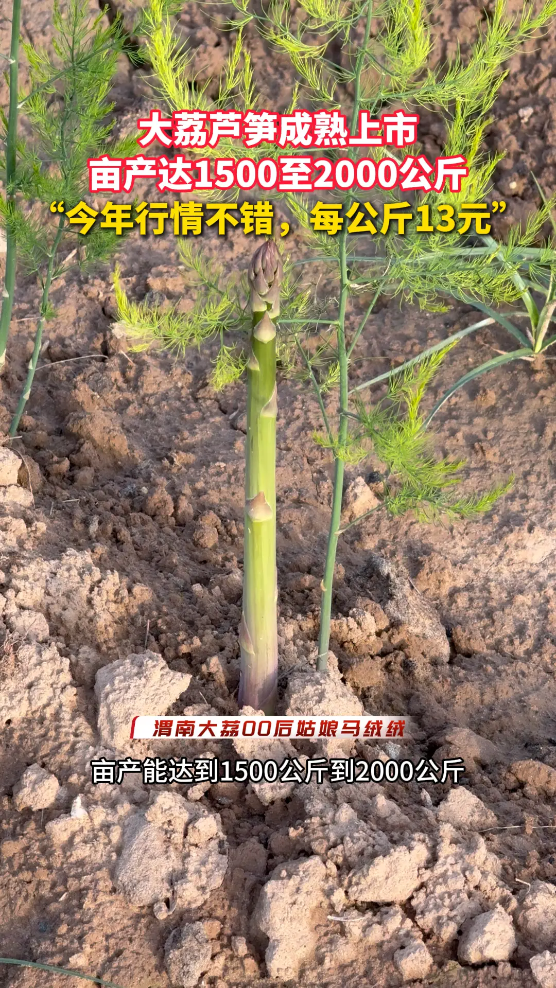 大荔芦笋成熟上市 亩产达1500至2000公斤“今年行情不错，每公斤13元”