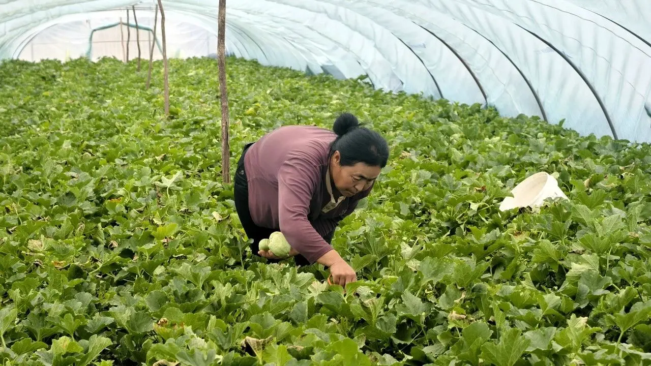 崔家圪坨村：小拱棚撑起 “致富梦”  芝麻蜜香瓜甜透振兴路