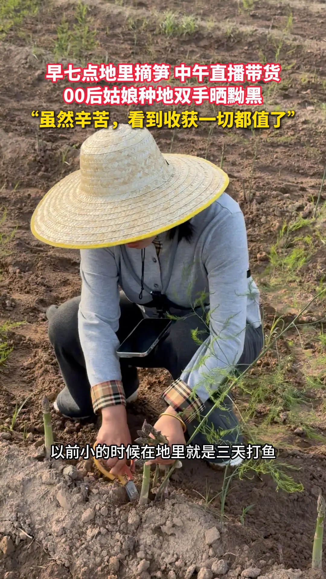 早七点地里摘笋  中午直播带货 渭南大荔00后姑娘种地双手晒黝黑