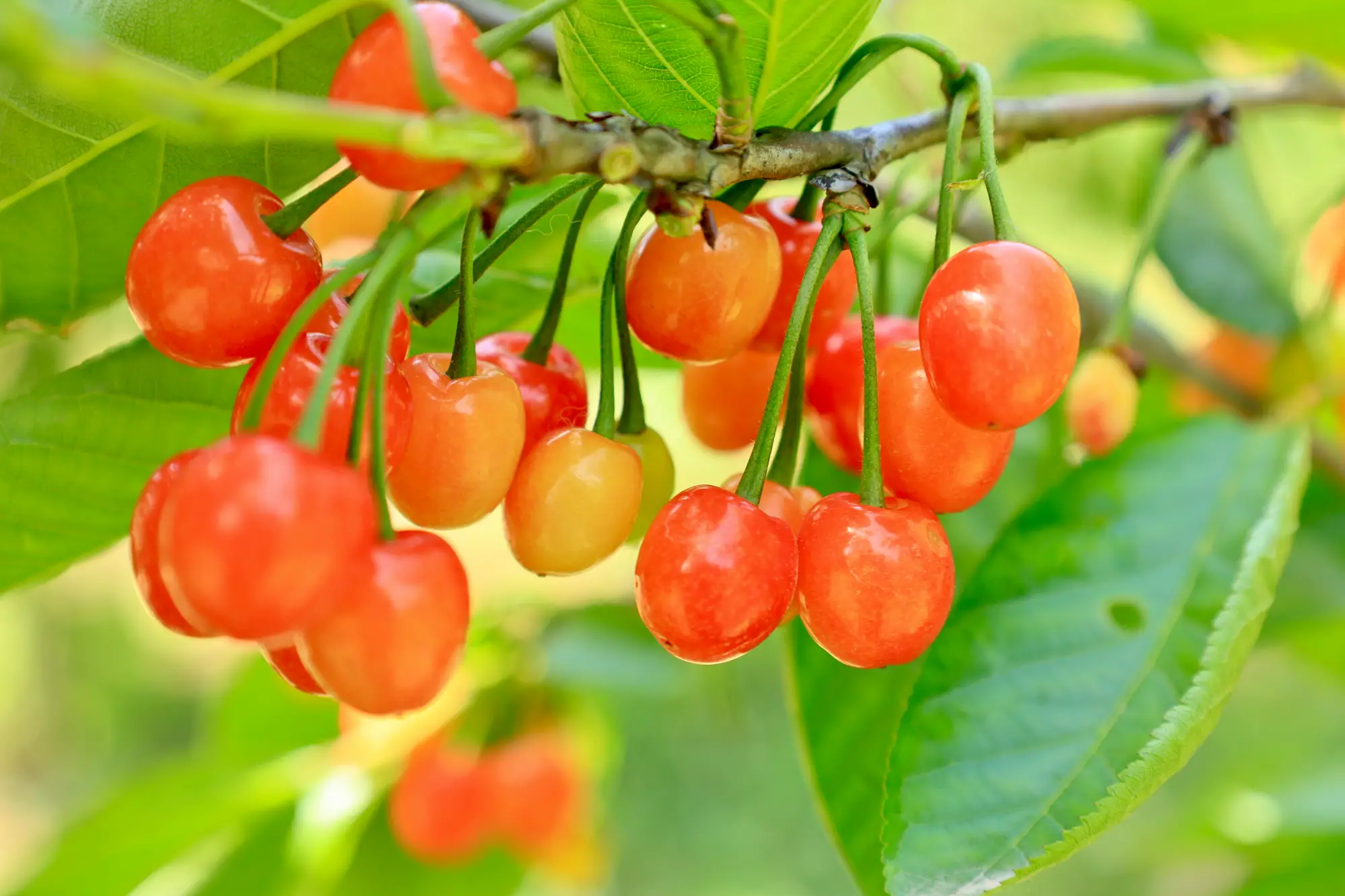 汉阴李家沟千亩樱桃抢“鲜”上市！千亩红果绘就富民新景