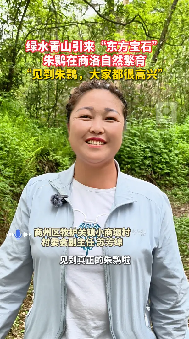 绿水青山引来“东方宝石”，朱鹮在商洛自然繁育，“见到朱鹮，大家都很高兴”