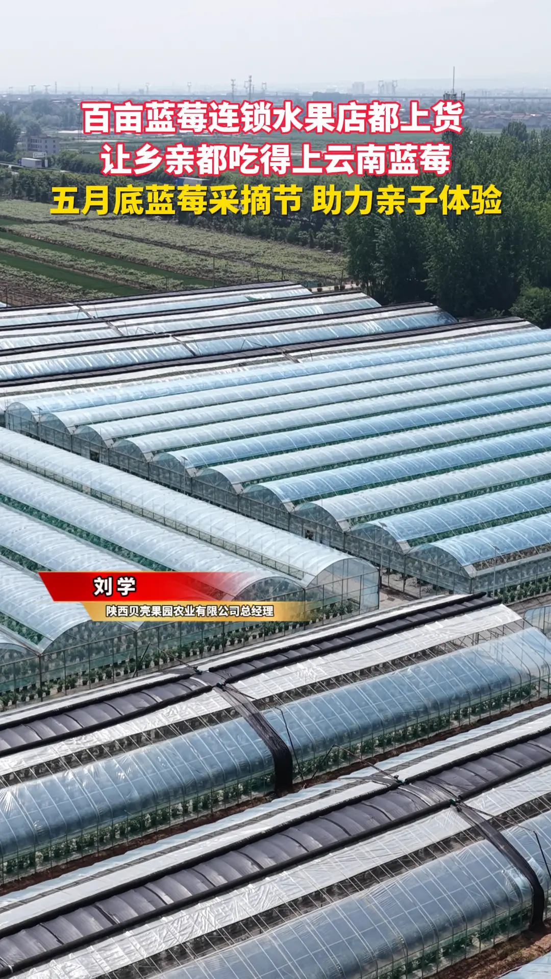 百亩蓝莓连锁水果店都上货  让乡亲都吃得上云南蓝莓