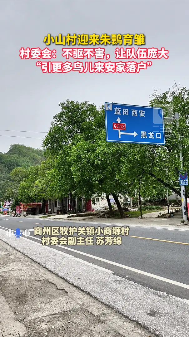 小山村迎来朱鹮育雏，村委会：不驱不害，让队伍庞大，“引更多鸟儿来安家落户”