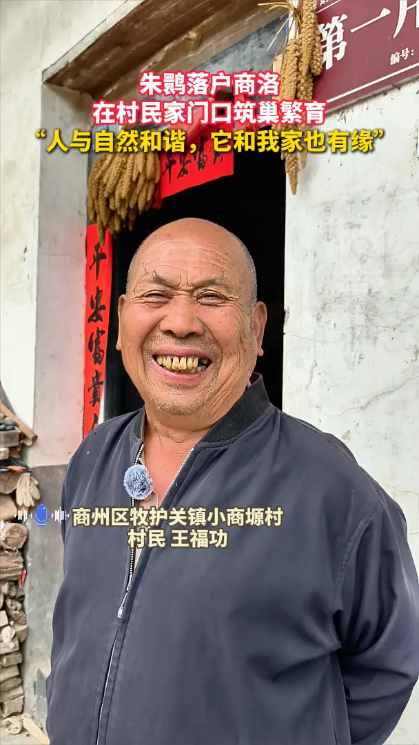 朱鹮落户商洛，在村民家门口筑巢繁育，“人与自然和谐，它和我家也有缘”