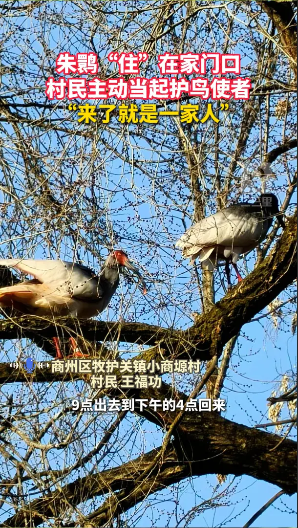 朱鹮“住”在家门口，村民主动当起护鸟使者，“来了就是一家人”