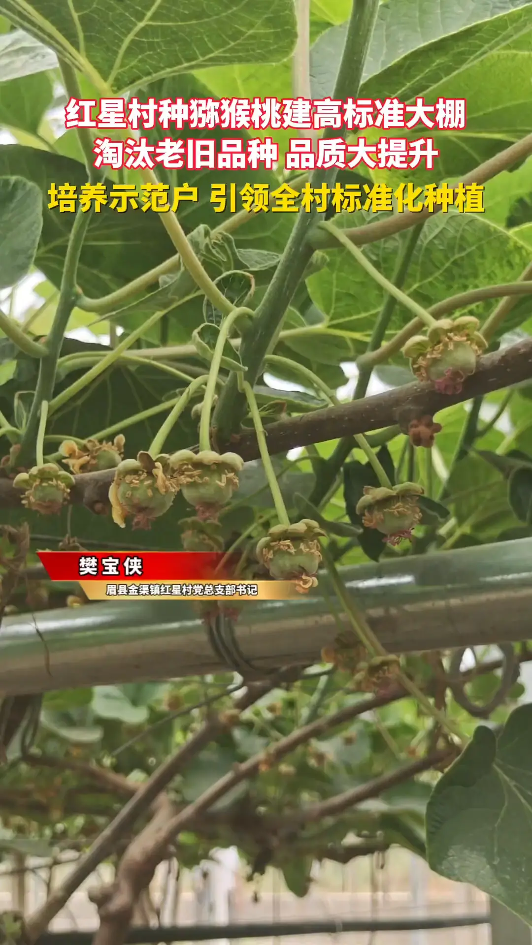 红星村种猕猴桃建高标准大棚淘汰老旧品种 品质大提升