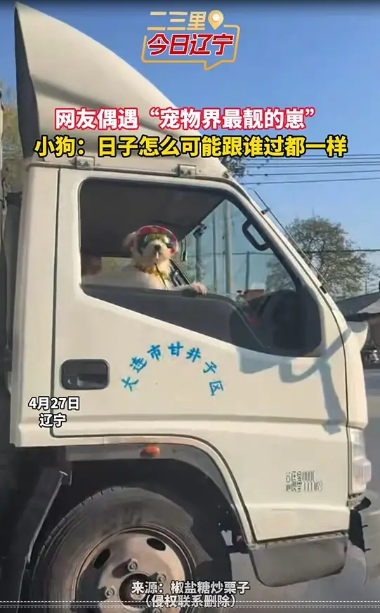 网友偶遇“宠物界最靓的崽” 小狗：日子怎么可能跟谁过都一样