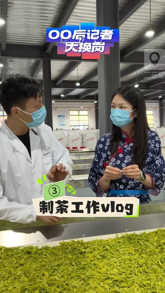 山上采完茶之后，该如何制茶？00后记者换岗体验③制茶工作