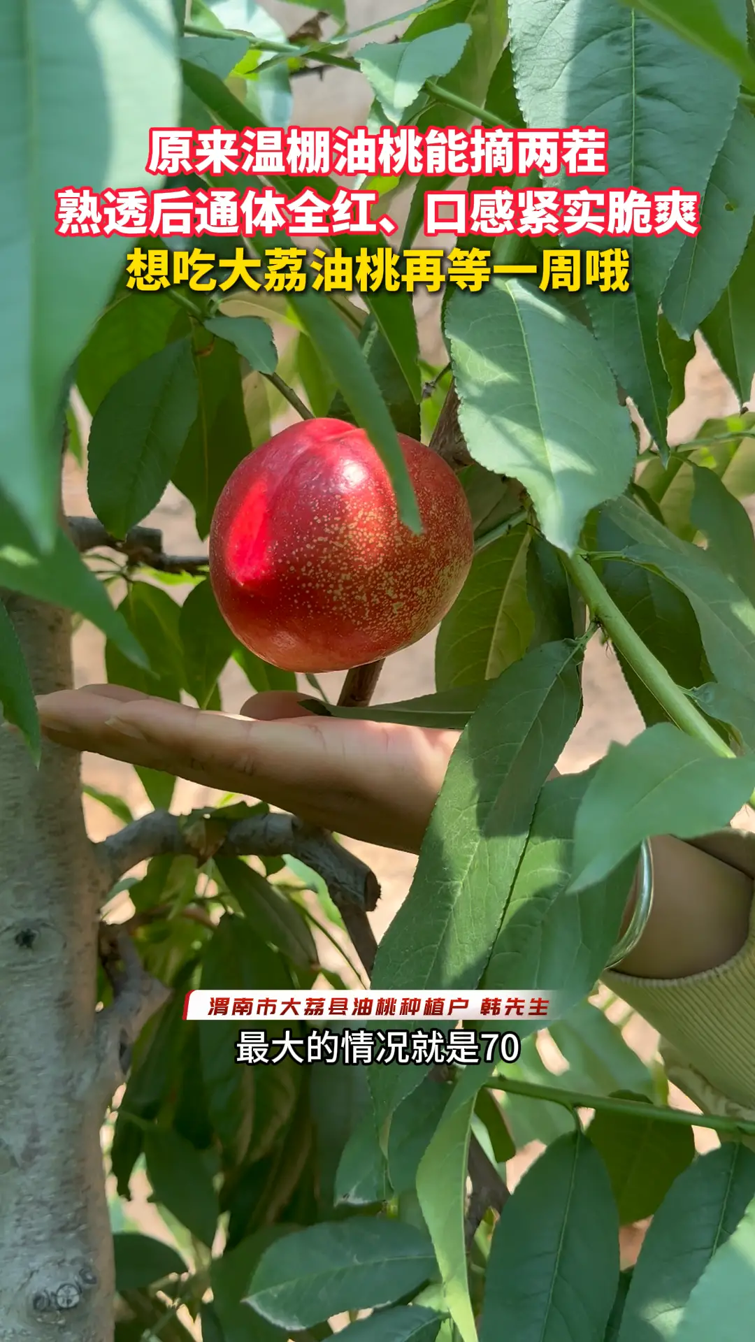原来温棚油桃能摘两茬 熟透后通体全红、口感紧实脆爽 想吃大荔油桃再等一周哦