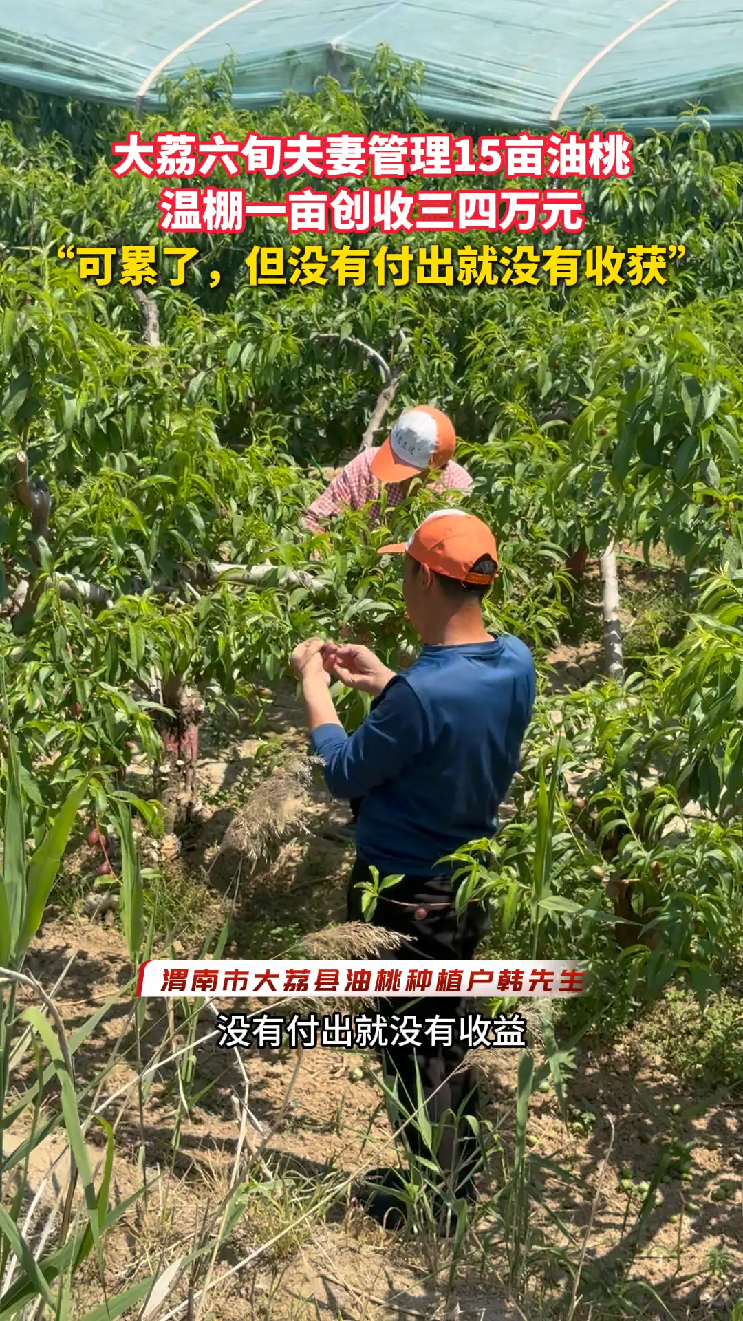 大荔六旬夫妻管理15亩油桃 温棚一亩创收三四万元 “可累了，但没有付出就没有收获”