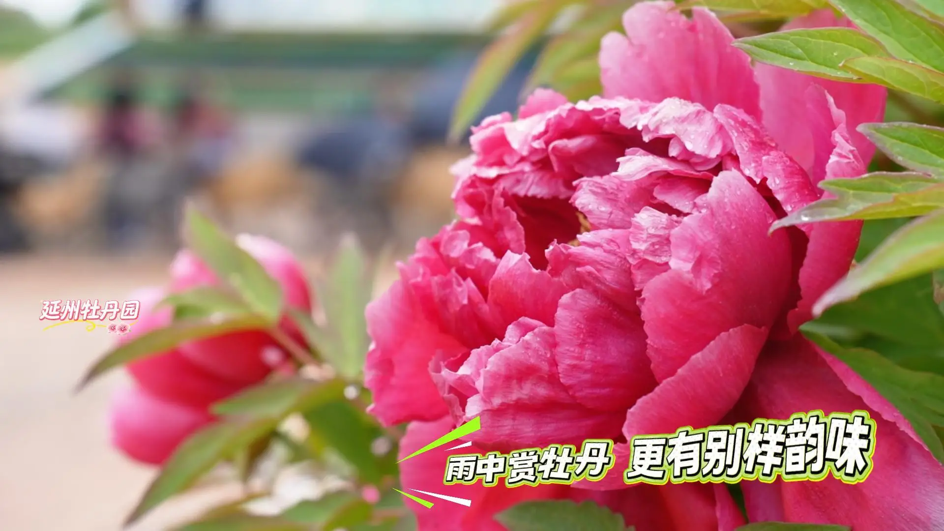 下雨天也挡不住赏花的脚步，雨天的牡丹园别有韵致