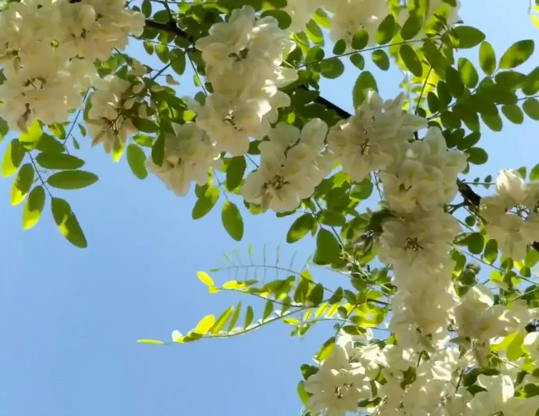 坚持四端发力   推进四链融合 永寿：全力打造全国槐花蜜产业高质量发展标杆