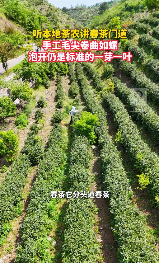  听本地茶农讲春茶门道，手工毛尖卷曲如螺，泡开仍是标准一芽一叶