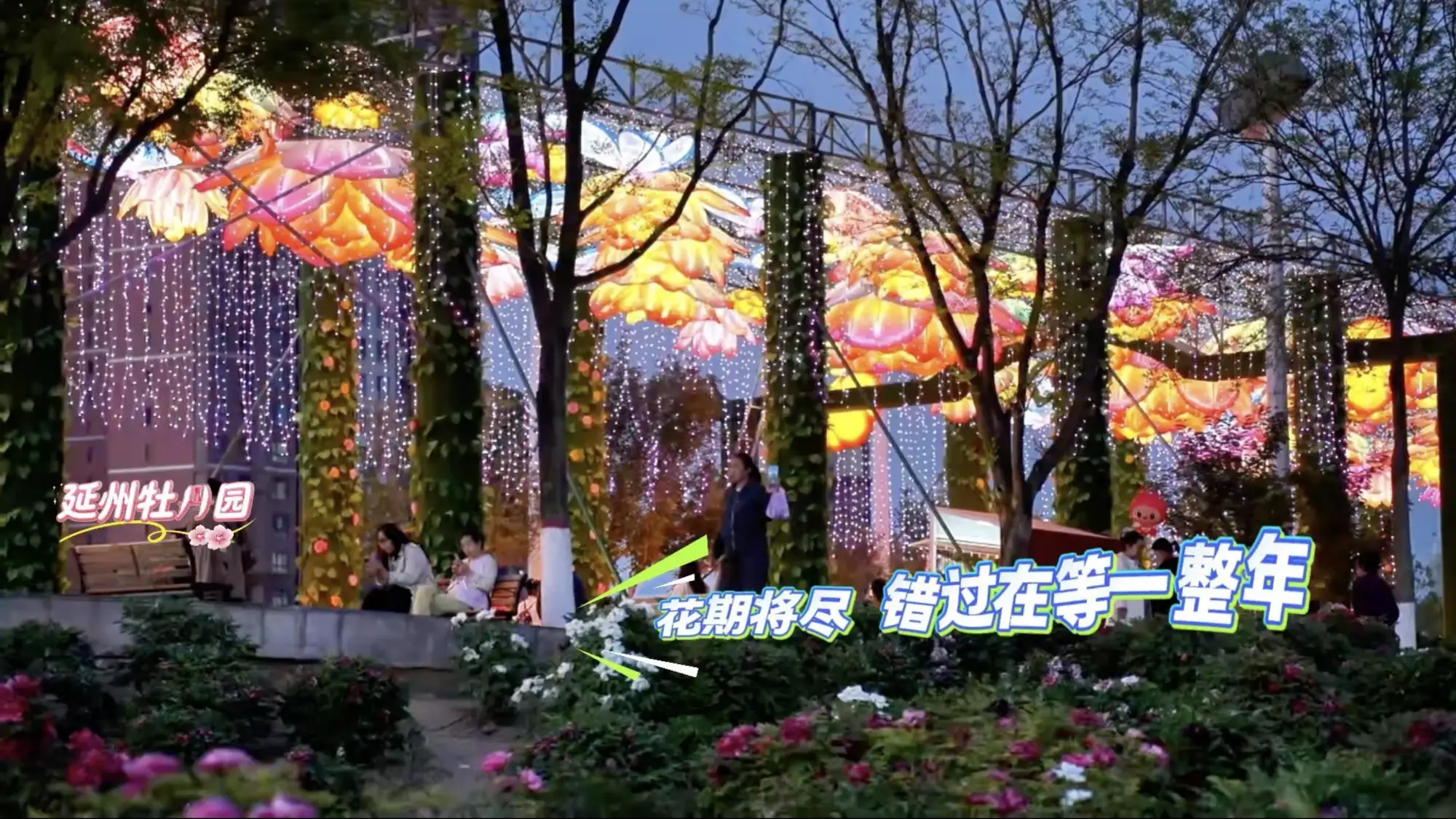 延州牡丹园春日狂欢收官倒计时