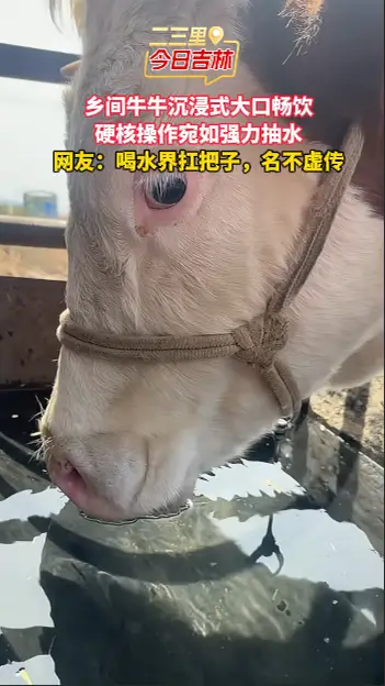 实拍牛牛疯狂畅饮，海量吸水场面震撼