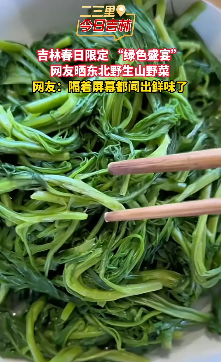 春日 “野” 味拉满！东北山野菜，开启舌尖上的绿色盛宴