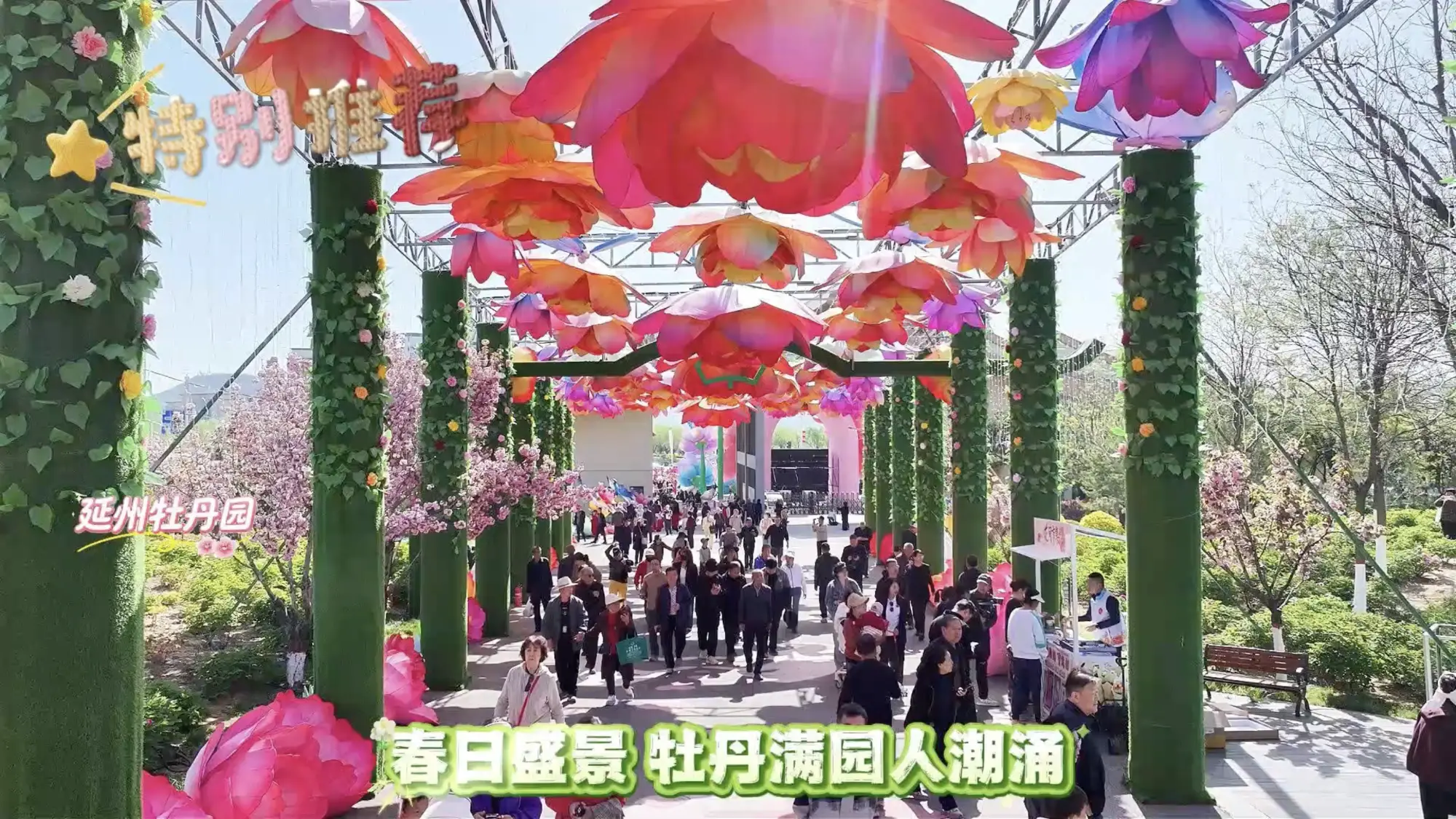 五一假期，延安牡丹园人气拉满