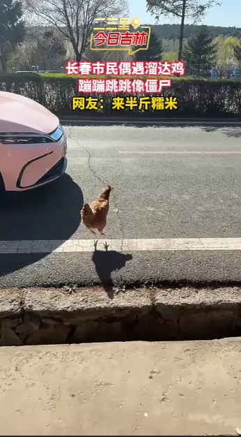 长春网友偶遇神鸡，行走画风诡异 