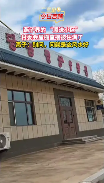 全村最受欢迎的房子！村委会被燕子们疯狂 “抢房”