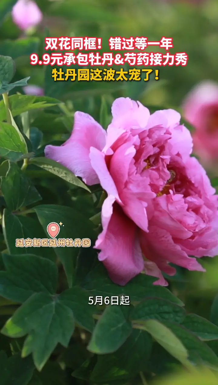 5月6日起，延州牡丹园9.9元入园啦！