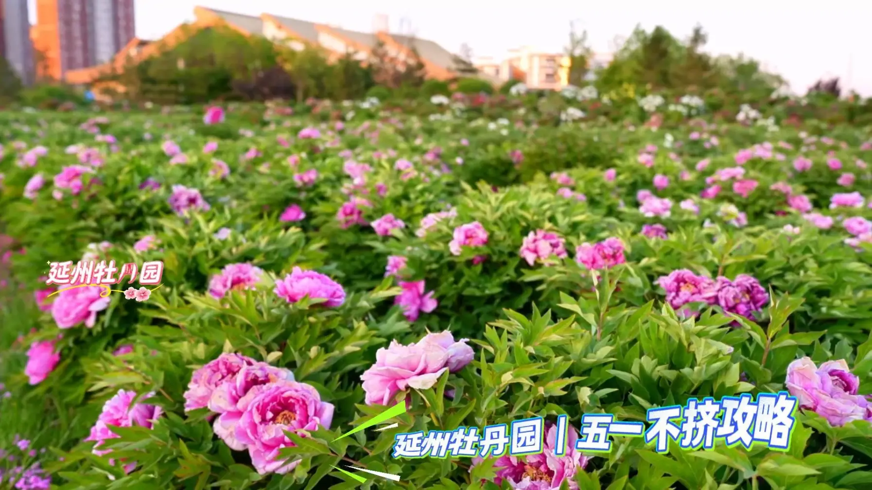 别人五一堵在路上，我把日子泡进延州牡丹园，避开人潮，解锁现实版莫奈花园