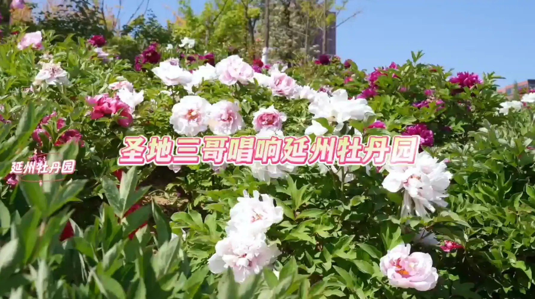 圣地三哥唱响延州牡丹园 花开正艳 是赏花的最佳时刻 花海动情 一起畅游牡丹园