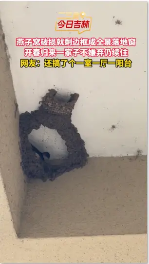 燕子窝底掉落只剩边框，燕子一家念旧开春还住这。