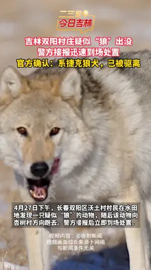 吉林双阳水田地惊现“狼”影？官方确认：不是狼，是捷克狼犬，已被驱离居民区。