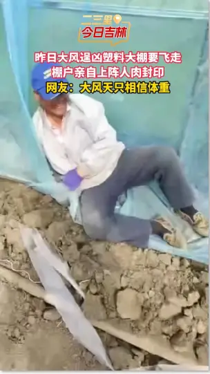 5月5日大风凶猛吹得塑料大棚摇摇欲飞，棚户伏地肉身稳住场面。