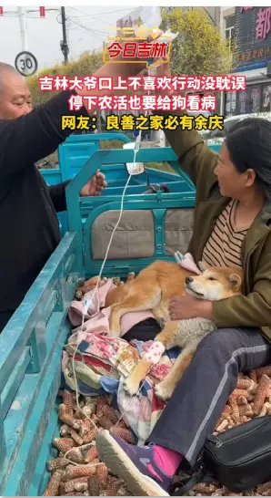 吉林大爷口称嫌弃行动诚实，农忙也要先给狗求医。