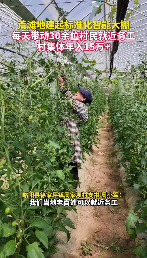 荒滩地建起标准化智能大棚，每天带动30余位村民就近务工，村集体年入15万+