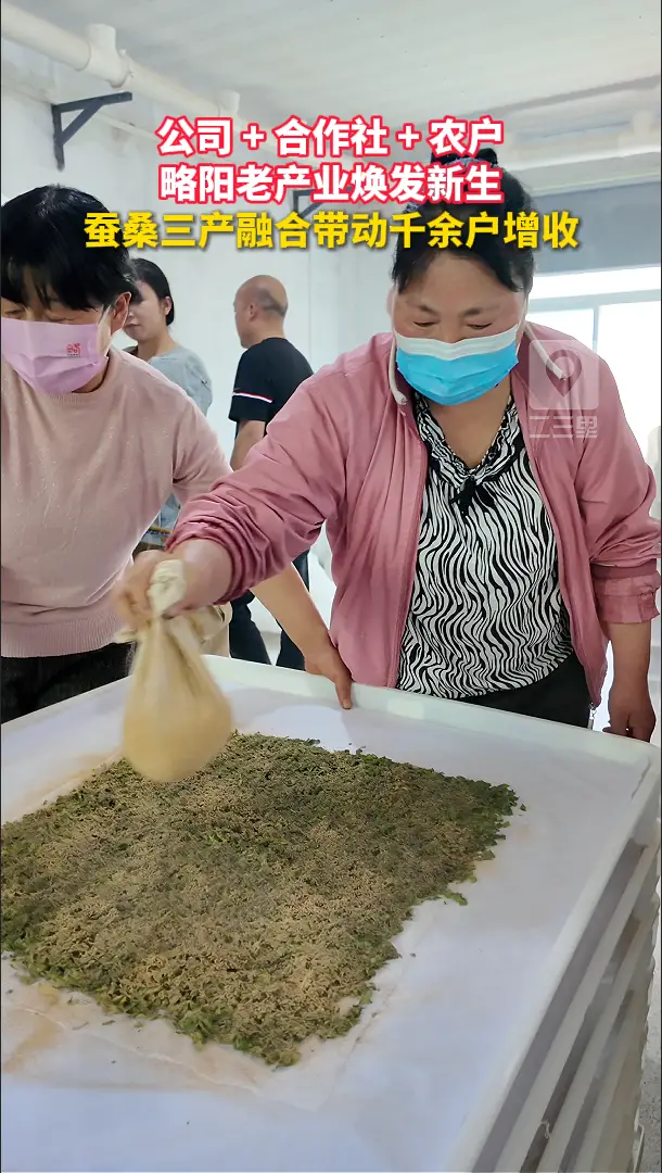 略阳老产业焕发新生，蚕桑三产融合带动千余户增收