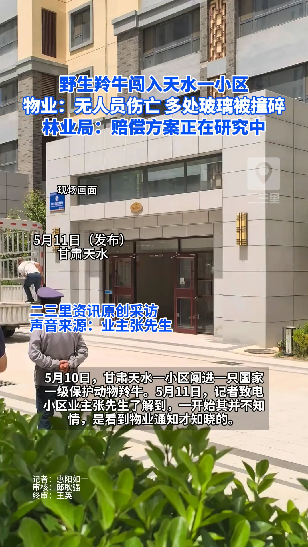 野生羚牛闯入天水一小区
