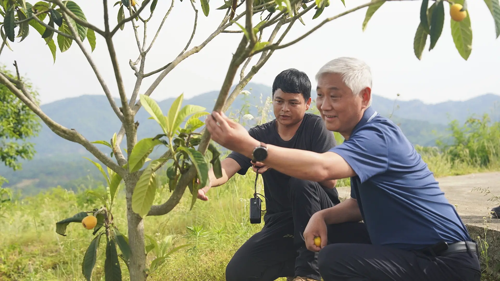 把课堂搬去枇杷园！瀛湖这场技术培训，干货直接拉满