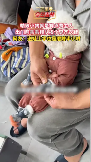 主人养5只精致萌犬，出门前先穿半小时衣服鞋子。